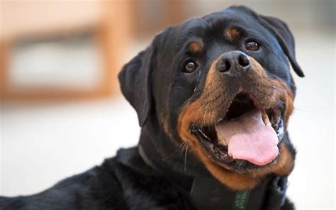 Rottweiler Yam räumt im Knast auf 